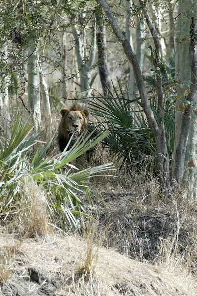 Ritratto Leone Maschio Parco Nazionale Gorongosa Mozambico — Foto Stock