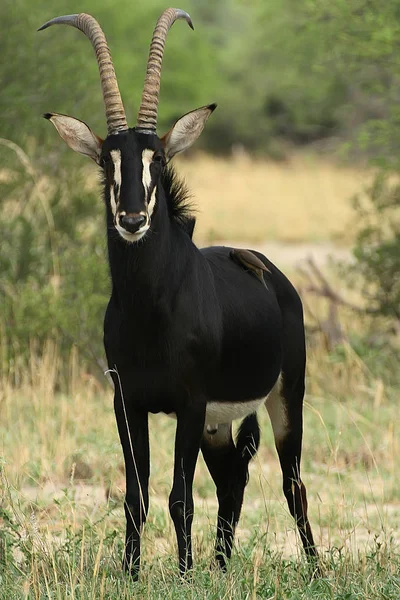 Gyönyörű Férfi Fekete Lóantilop Hippotragus Niger Hwange Nemzeti Park Zimbabwe — Stock Fotó