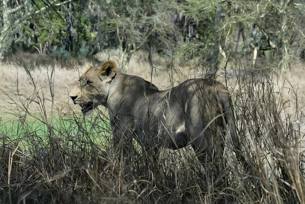 Retrato Uma Leoa Parque Nacional Gorongosa Moçambique — Fotografia de Stock