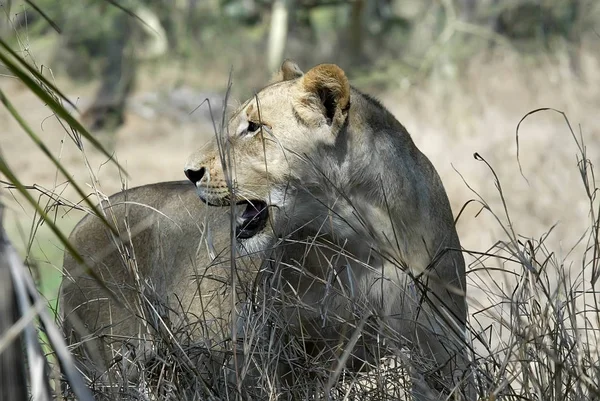 Retrato Uma Leoa Parque Nacional Gorongosa Moçambique — Fotografia de Stock