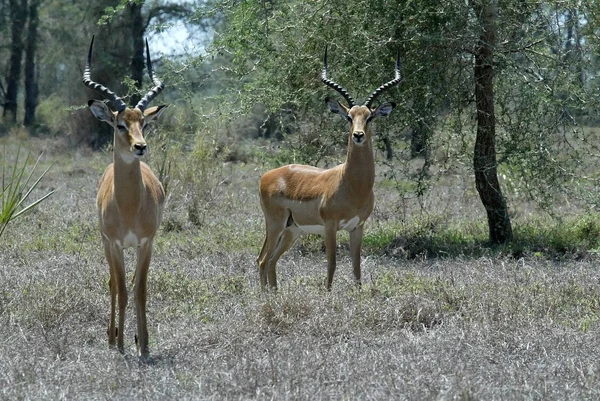 Impala Aepyceros Melampus Vive Rebanho Lager Parque Nacional Gorongosa Moçambique — Fotografia de Stock