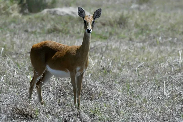 Impala Aepyceros Melampus Vive Manada Lager Parque Nacional Gorongosa Mozambique —  Fotos de Stock