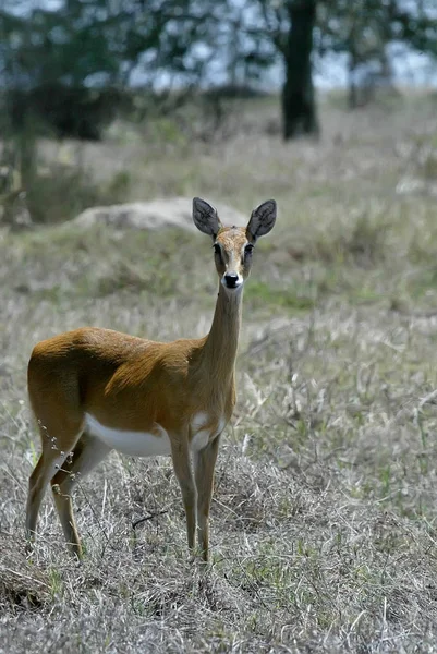Impala Aepyceros Melampus Żyje Stadzie Lager Park Narodowy Gorongosa Mozambiku — Zdjęcie stockowe