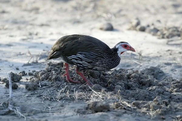 Pternistes Afer Swynnertoni Obnaženým Hrdlem Frankolínů Chůze Savannah Gorongosa Národního — Stock fotografie