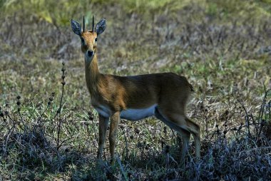 Erkek Steenbok, Raphicerus campestris, Güney Luangwa, Zambiya