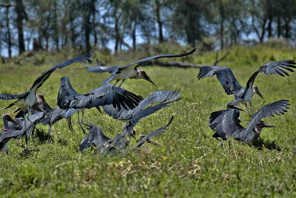 Maior Ajudante Voo Leptoptilos Crumeniferus South Luangwa Zâmbia — Fotografia de Stock