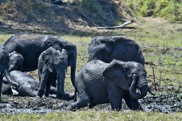 Gruppe Afrikanischer Elefant Loxodonta Africana Baden Schlamm South Luangwa Sambia — Stockfoto