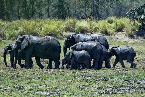 Grupa Słoń Afrykański Loxodonta Africana Kąpiel Błocie South Luangwa Zambia — Zdjęcie stockowe