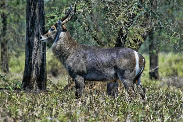 Manliga Waterbuck Kobus Ellipsiprymnus South Luangwa Zambia — Stockfoto