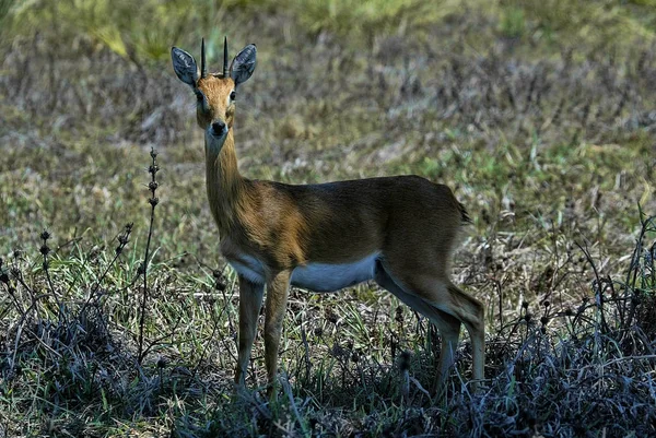 Masculino Steenbok Raphicerus Campestris South Luangwa Zâmbia — Fotografia de Stock