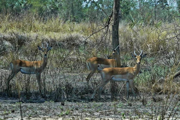 Grupo Impala Aepyceros Melampus Parque Nacional Gorongosa Mozambique — Foto de Stock