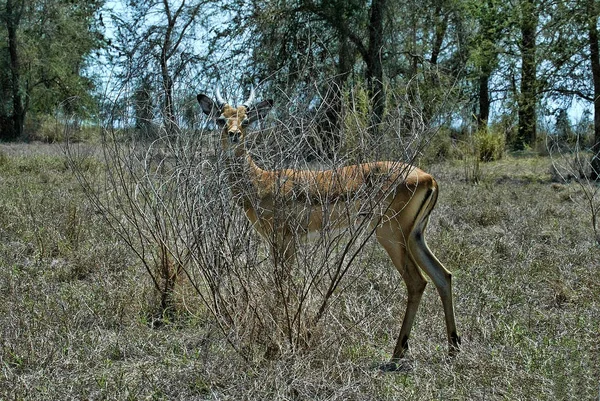 Jovem Impala Aepyceros Melampus Parque Nacional Gorongosa Moçambique — Fotografia de Stock