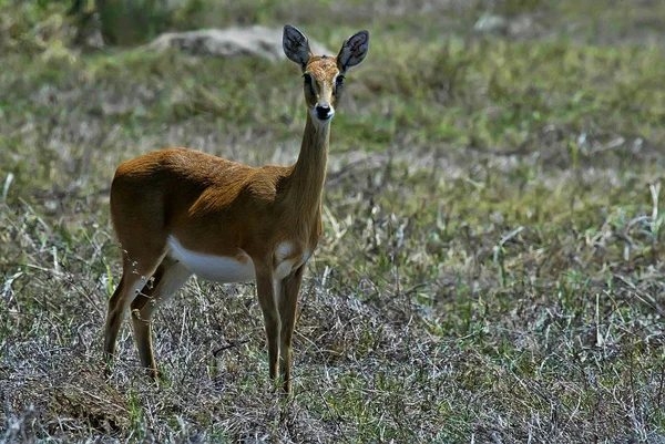 Yalan Güney Reedbuck Redunca Arundinum Gorongosa Milli Parkı Mozambik — Stok fotoğraf