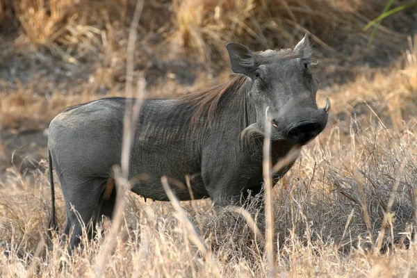 Öken Warthog Phacochoerus Aethiopicus Nationalparken Gorongosa Moçambique — Stockfoto