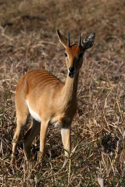 Mannelijke Steenbokantilope Raphicerus Campestris Nationaal Park Gorongosa Mozambique — Stockfoto