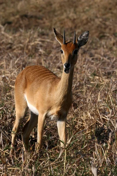 Mężczyzna Toitspan Raphicerus Campestris Park Narodowy Gorongosa Mozambik — Zdjęcie stockowe