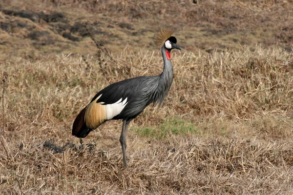 Belo Guindaste Coroa Sul Balearica Regulorum Parque Nacional Gorongosa Moçambique Imagens Royalty-Free