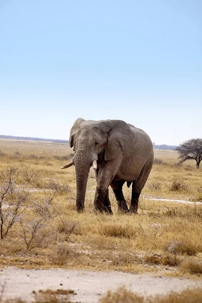 Gammal Afrikansk Elefant Loxodonta Africana Busken Etosha National Park Namibia — Stockfoto