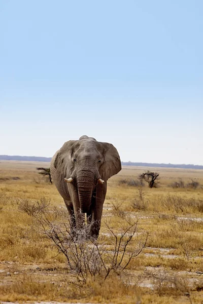 Viejo Elefante Africano Loxodonta Africana Arbusto Parque Nacional Etosha Namibia — Foto de Stock
