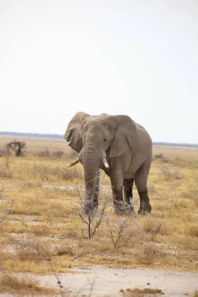 Velho Elefante Africano Loxodonta Arbusto Africano Parque Nacional Etosha Namíbia — Fotografia de Stock