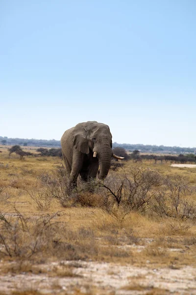 Velho Elefante Africano Loxodonta Arbusto Africano Parque Nacional Etosha Namíbia — Fotografia de Stock