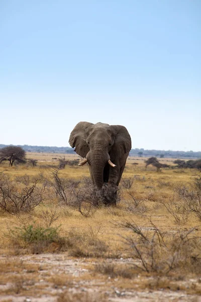 非洲大象保护区非洲布什在埃托沙国家公园 纳米比亚 — 图库照片