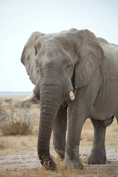Ten Starý Slon Africký Loxodonta Africana Bush Národním Parku Etosha — Stock fotografie