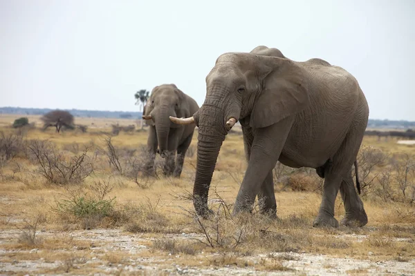 Samotářský Starých Afrických Slonů Loxodonta Africana Bush Národním Parku Etosha — Stock fotografie