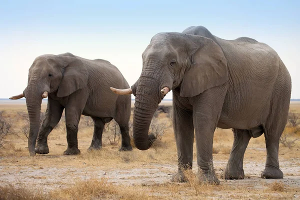 在纳米比亚埃托沙国家公园保护区非洲布什的隐居的老非洲大象 — 图库照片