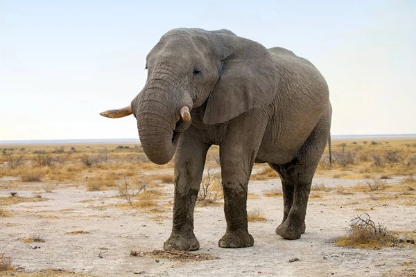 Velho Elefante Africano Loxodonta Arbusto Africano Parque Nacional Etosha Namíbia — Fotografia de Stock