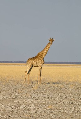 Zürafa, zürafa zürafa, etkin Milli Parkı, Namibia