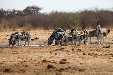 Damara zebra, Equus burchelli, sürü gider etkin, Namibya sulama için