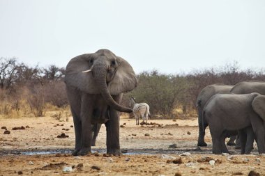 kızgın Afrika filleri, Loxodon africana, etkin, Namibya