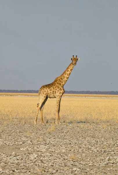 Καμηλοπάρδαλη Giraffa Καμηλοπάρδαλις Στο Εθνικό Πάρκο Ετόσα Στην Ναμίμπια — Φωτογραφία Αρχείου