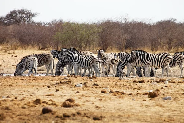 Damara Zebra Equus Burchelli Stado Idzie Podlewania Etosha Namibia — Zdjęcie stockowe