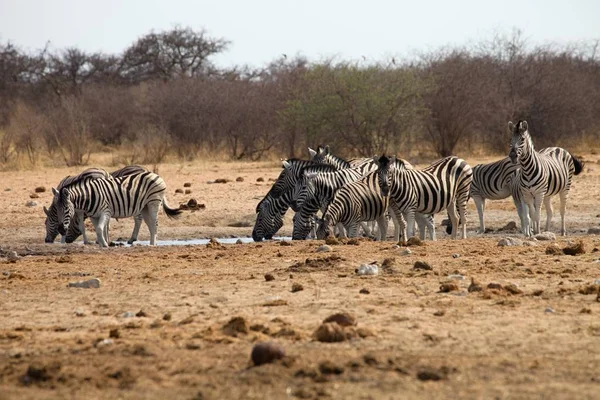 Damara Zebra Equus Burchelli Sürü Gider Etkin Namibya Sulama Için — Stok fotoğraf