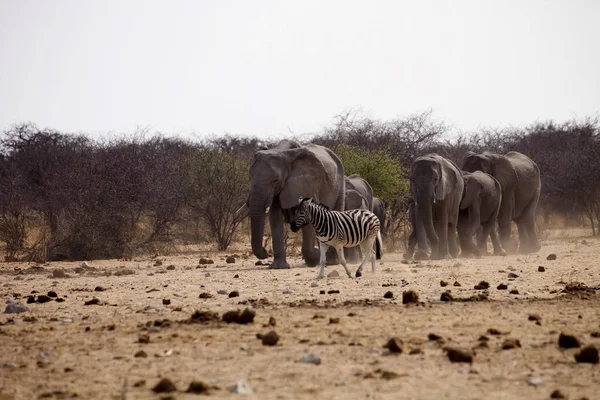 Afrika Filler Loxodonat Africana Sürüyü Gider Sulama Için Etkin Namibya — Stok fotoğraf