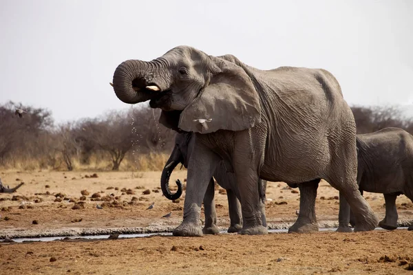 Afrika Filleri Loxodon Africana Içme Suyu Birikintisinin Etkin Namibya — Stok fotoğraf