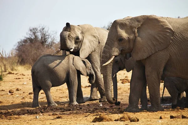 Afrikaanse Olifanten Loxodon Africana Drinkwater Waterhole Etosha Namibië — Stockfoto