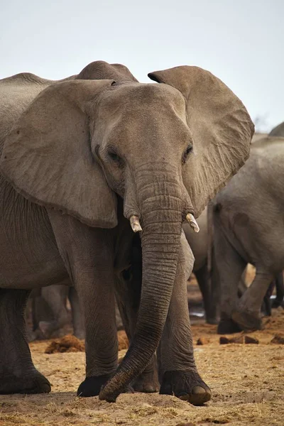 Afrika Filleri Loxodon Africana Içme Suyu Birikintisinin Etkin Namibya — Stok fotoğraf