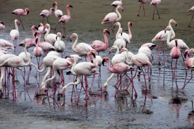 küçük flamingo koloni ve Rosa Flamingo Walvisbaai, Namibia