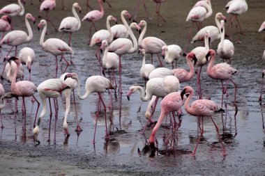 küçük flamingo koloni ve Rosa Flamingo Walvisbaai, Namibia