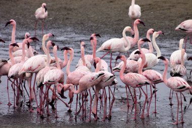 küçük flamingo koloni ve Rosa Flamingo Walvisbaai, Namibia
