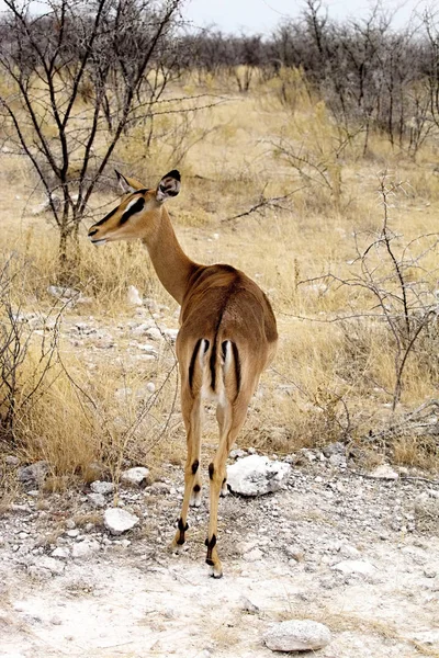 Black Faced Impala Aepyceros Melampus Petersi Etosha Namibië — Stockfoto