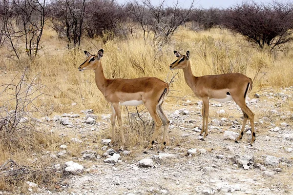 Černý Stál Před Impala Aepyceros Melampus Petersi Etosha Namibie — Stock fotografie