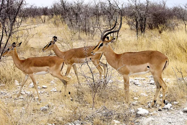 Impala Face Noire Aepyceros Melampus Petersi Etosha Namibie — Photo