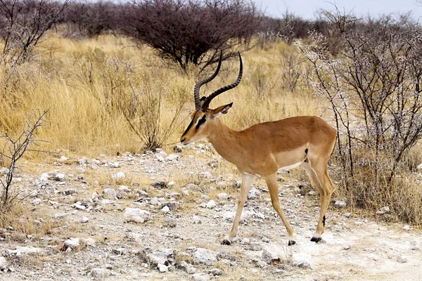 Černý Stál Před Impala Aepyceros Melampus Petersi Etosha Namibie — Stock fotografie