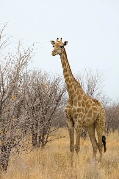 Καμηλοπάρδαλη Giraffa Καμηλοπάρδαλις Στο Εθνικό Πάρκο Ετόσα Στην Ναμίμπια — Φωτογραφία Αρχείου