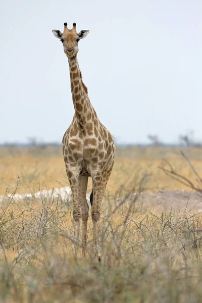 Żyrafa Giraffa Żyrafy Park Narodowy Etosha Namibia — Zdjęcie stockowe