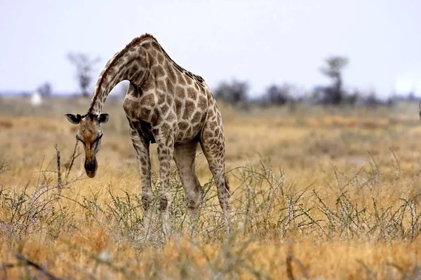 Girafe Giraffa Camelopardalis Dans Parc National Etosha Namibie — Photo